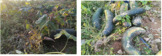 f94f847d0876240f0a1b0e5a69d80c7.png f94f847d0876240f0a1b0e5a69d80c7.png